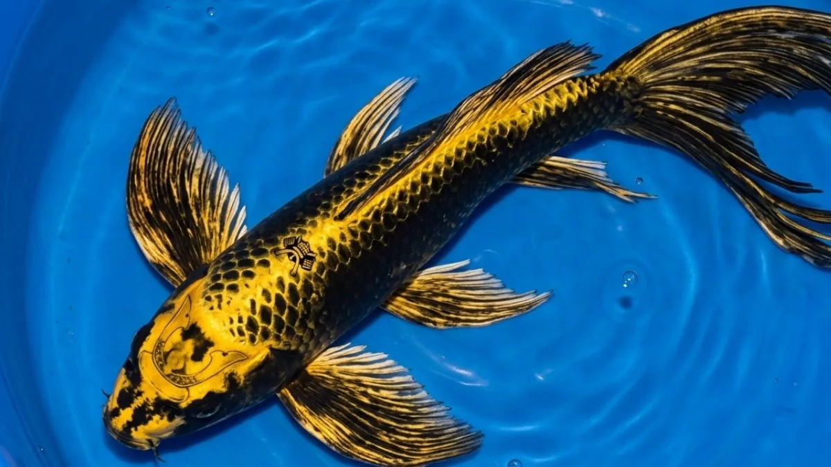 gambar ikan koi kabuto slayer