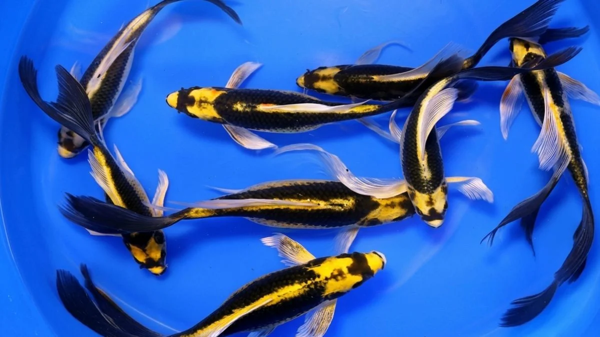 gambar-ikan-koi-kabuto-slayer (8) gambar ikan koi kabuto slayer