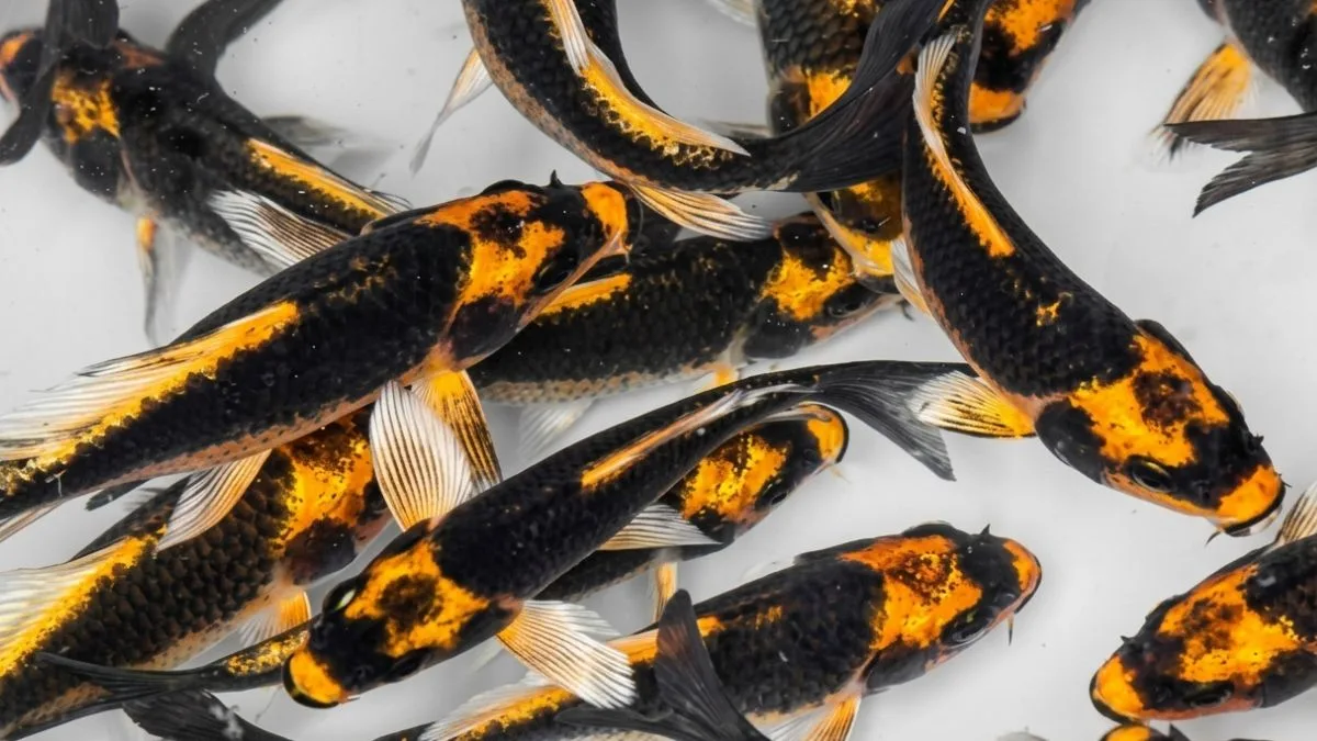 gambar-ikan-koi-kabuto-slayer (9) gambar ikan koi kabuto slayer