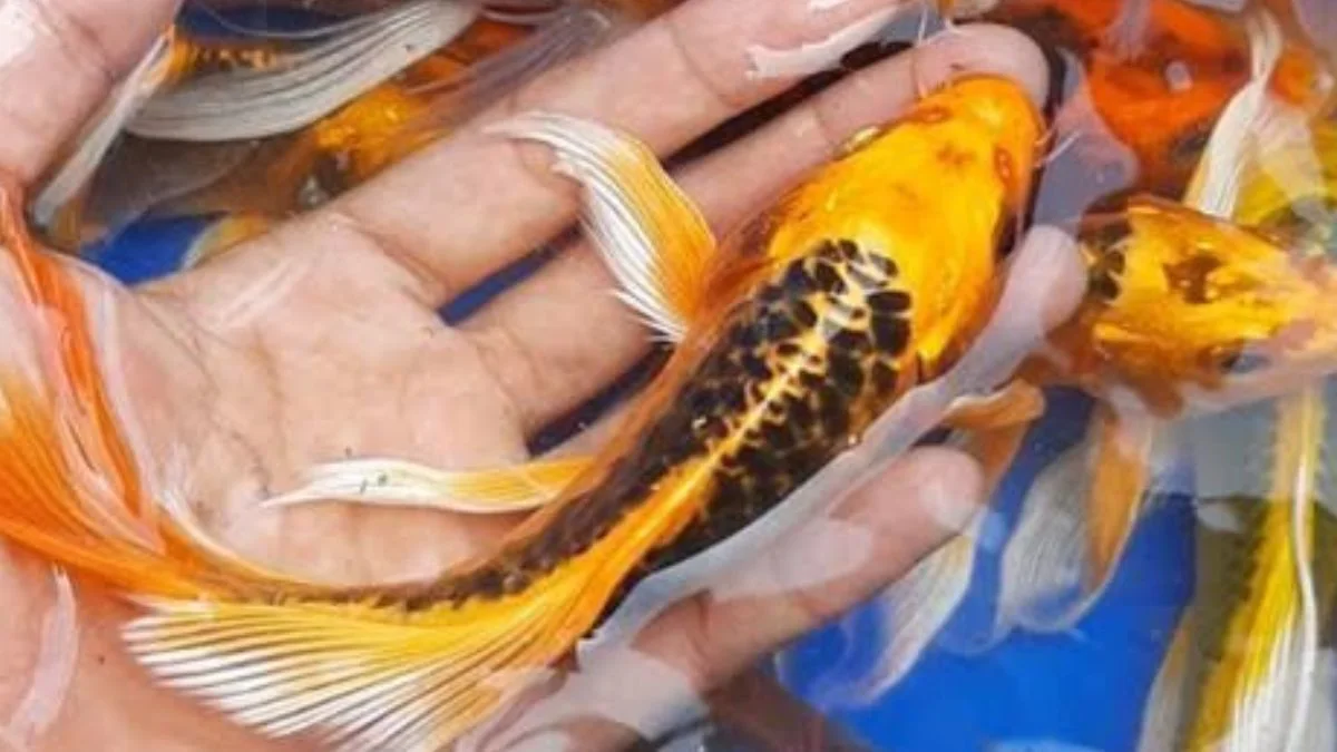 gambar-ikan-koi-kabuto-slayer gambar ikan koi kabuto slayer