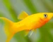 ikan molly long body gold lyretail