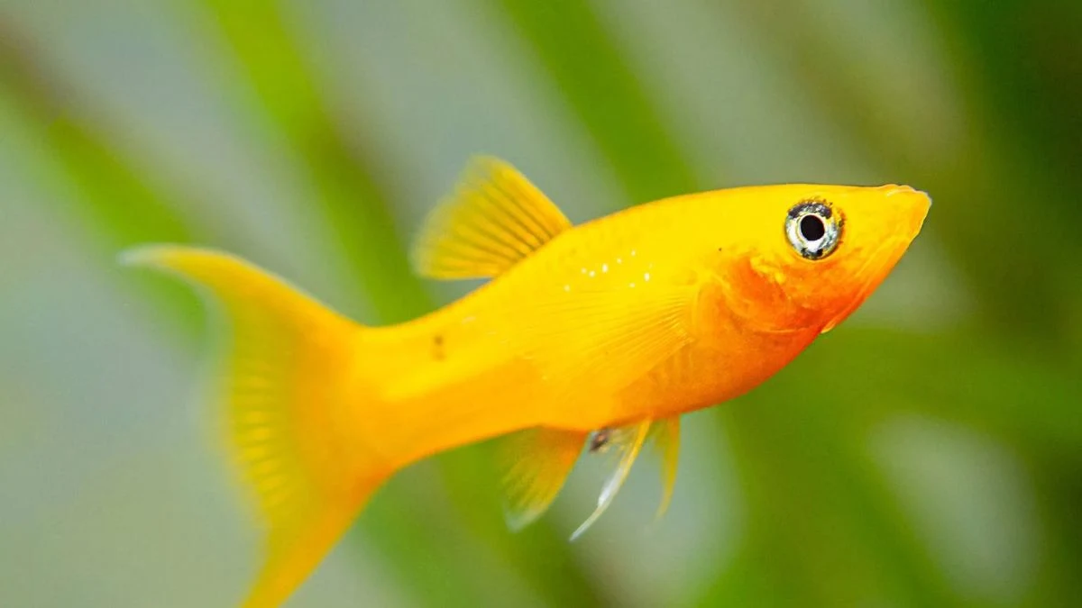 ikan molly long body gold lyretail