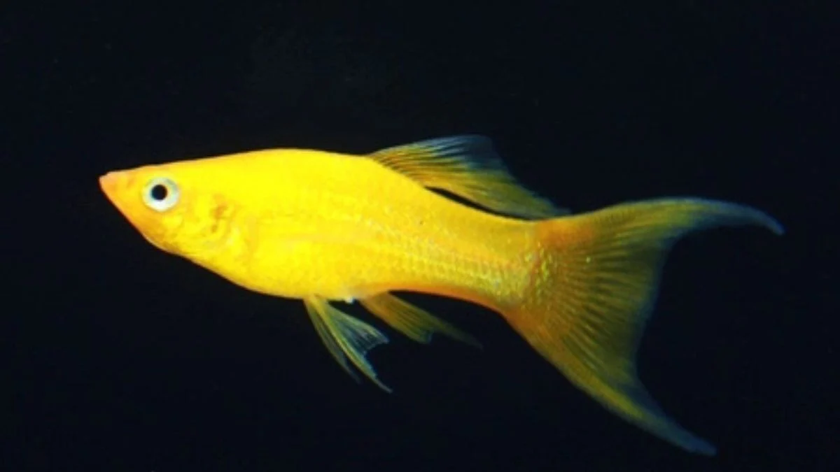 ikan molly long body gold lyretail