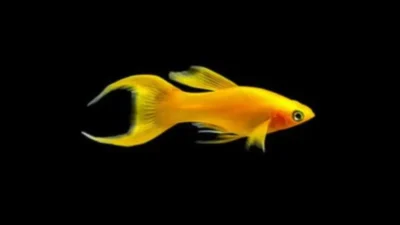 ikan molly long body gold lyretail