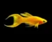 ikan molly long body gold lyretail