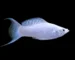 ikan molly long body platinum lyretail