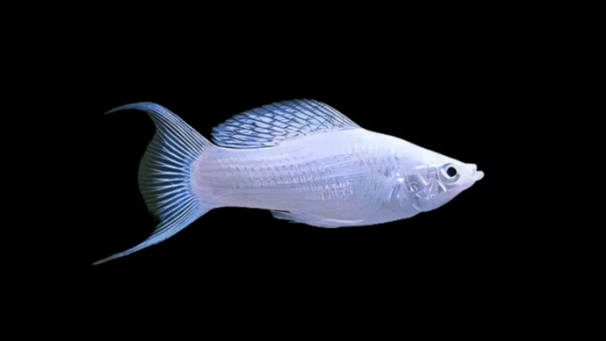 ikan molly long body platinum lyretail