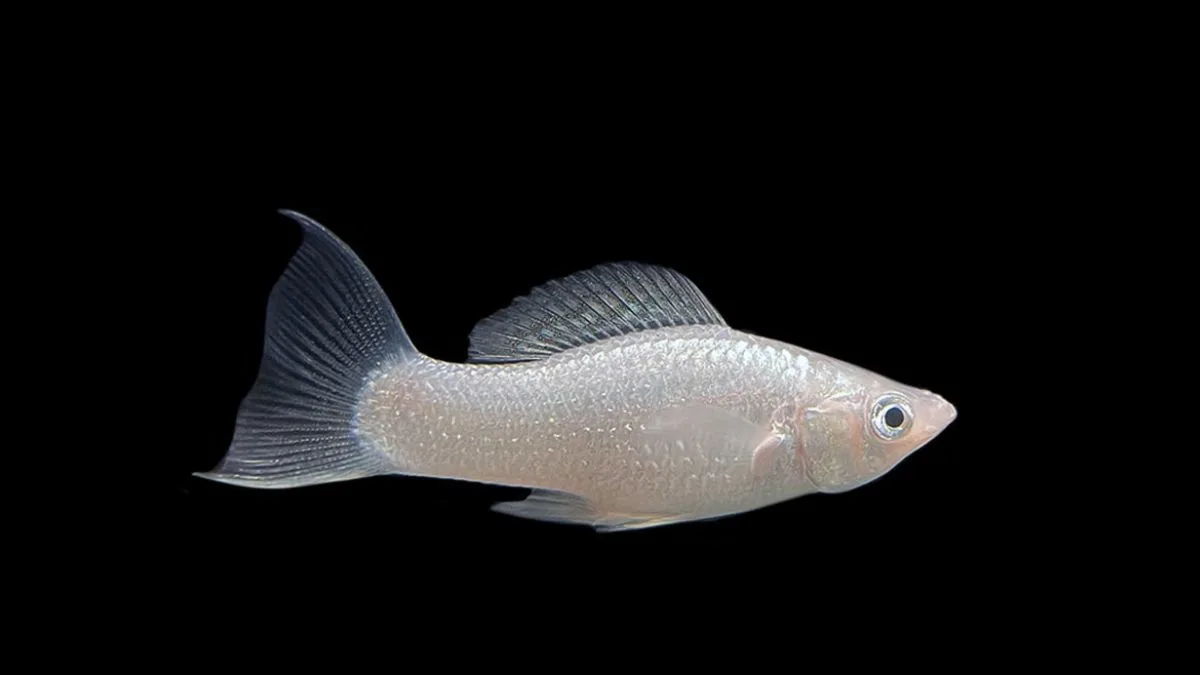 ikan molly long body platinum lyretail