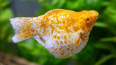 Ikan molly sakura