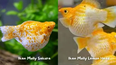Gambar ikan molly sakura dan ikan molly lemon head