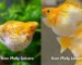 Gambar ikan molly sakura dan ikan molly lemon head