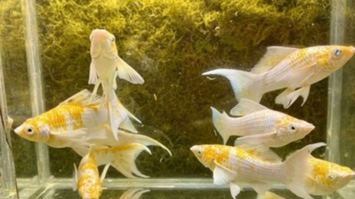 ikan molly long body sakura lyretail