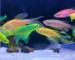 Gambar info harga ikan danio