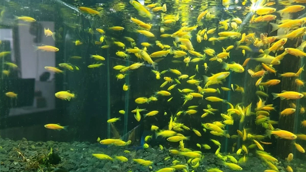 Gambar info harga ikan danio slayer