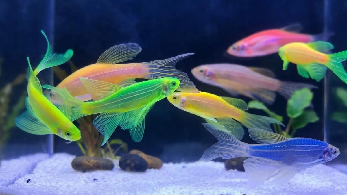 Gambar info harga ikan danio