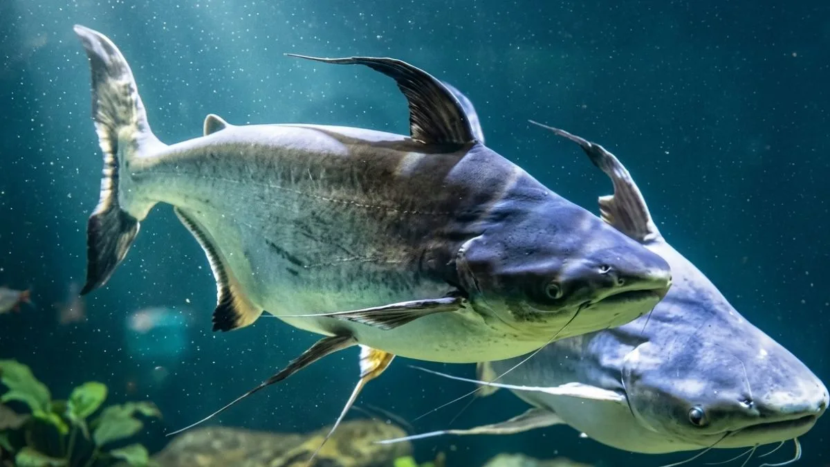 gambar-jengghis-khan-ikan-hias-yang-bisa-besar (1) Gambar ikan hias yang bisa besar