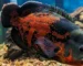Gambar ikan hias yang bisa besar