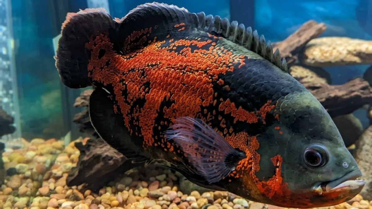 Gambar ikan hias yang bisa besar