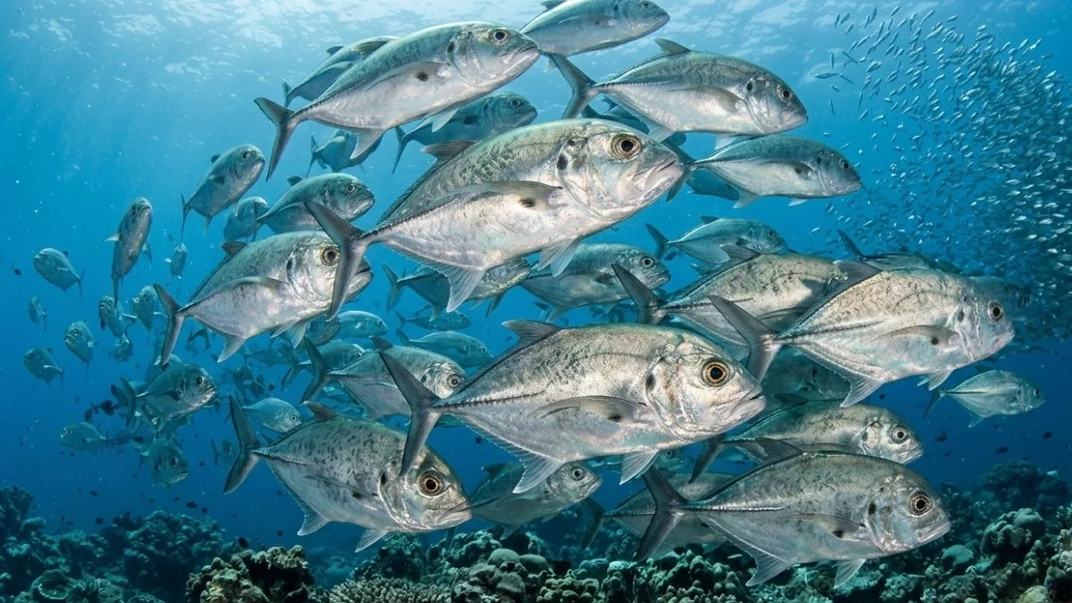 gambar-jengghis-khan-ikan-hias-yang-bisa-besar Gambar ikan hias yang bisa besar Jengghis khan