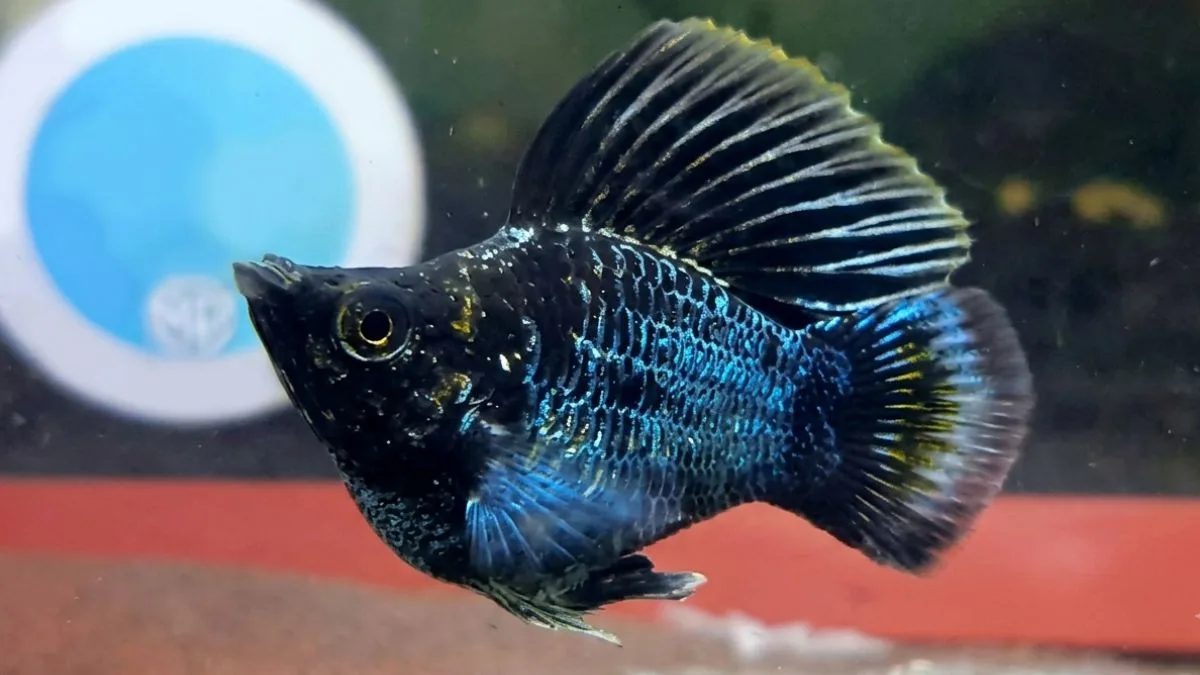 gambar-jenis-ikan-molly-blue-electric (1) Gambar jenis ikan molly