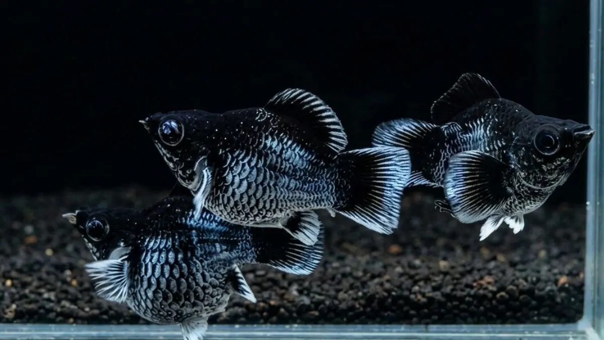gambar-jenis-ikan-molly-blue-electric Gambar jenis ikan molly
