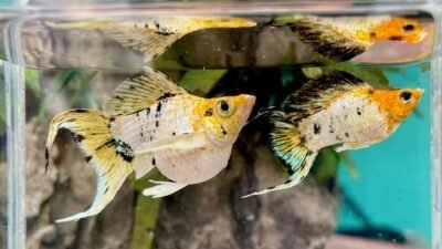 Gambar jenis ikan molly lemon ninja