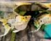 Gambar jenis ikan molly lemon ninja
