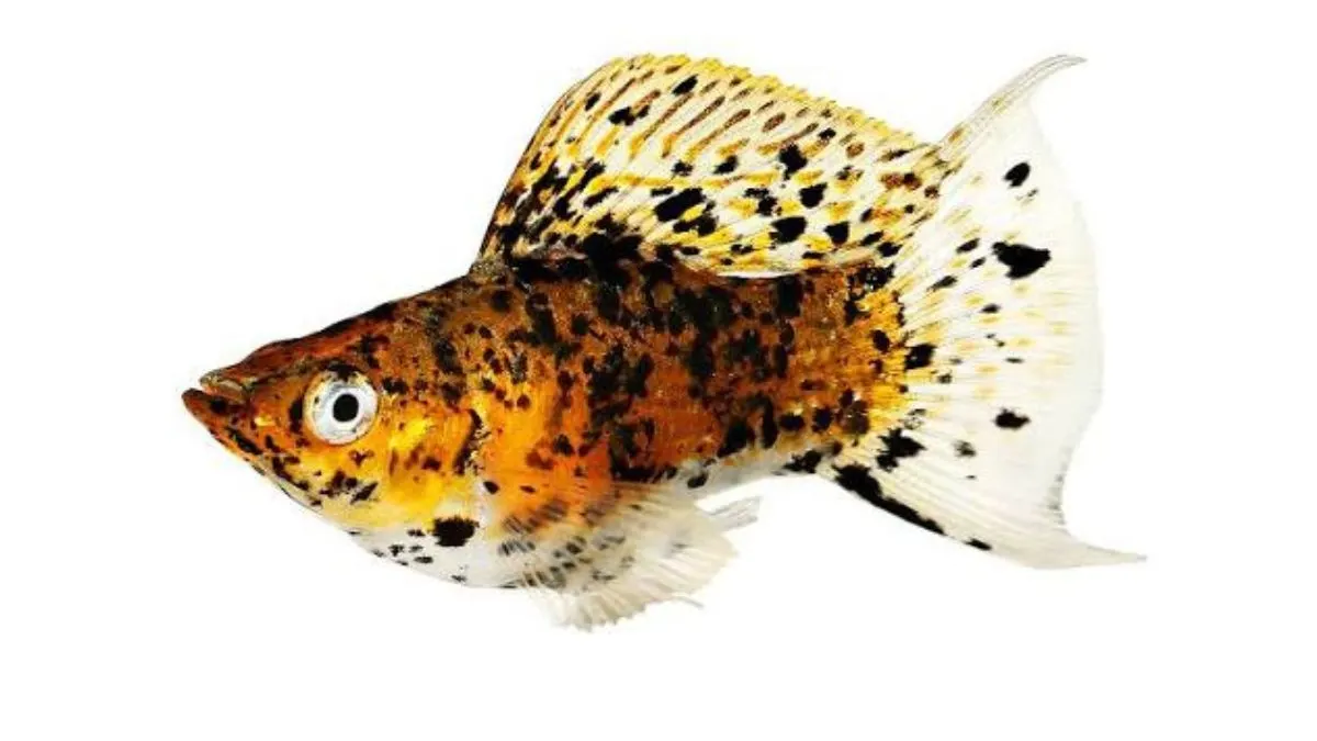 gambar-jenis-ikan-molly-leopard Gambar jenis ikan molly