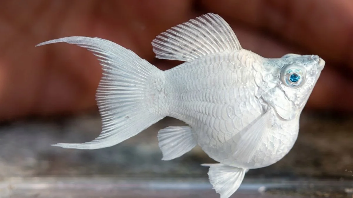 gambar-jenis-ikan-molly-mata-biru Gambar jenis ikan molly mata biru blue eye
