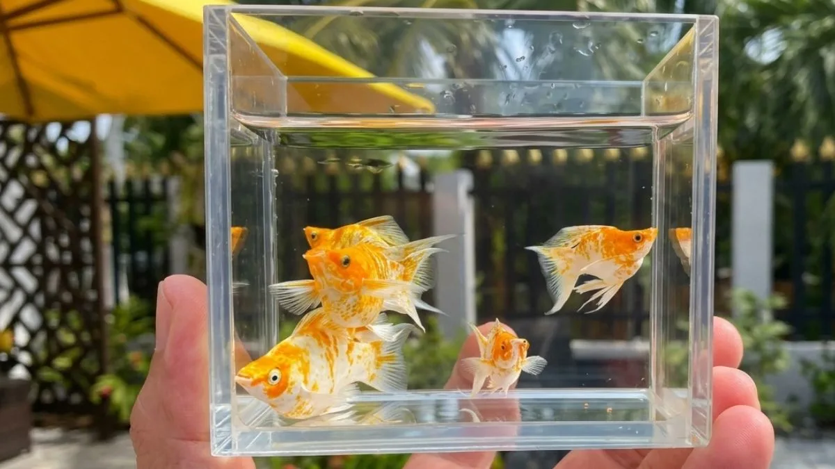 gambar-jenis-ikan-molly-sakura-karamel (1) Gambar jenis ikan molly karamel