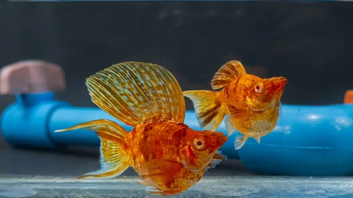 gambar-jenis-ikan-molly-sakura-karamel Gambar jenis ikan molly sakura karamel