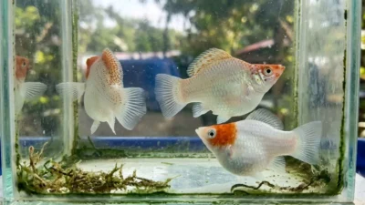 Gambar jenis ikan molly balon tancho