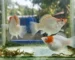 Gambar jenis ikan molly balon tancho
