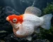 Gambar jenis ikan molly