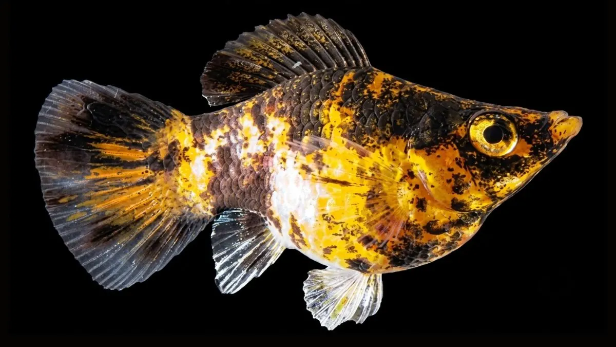 gambar-jenis-ikan-molly-tiger Gambar jenis ikan molly