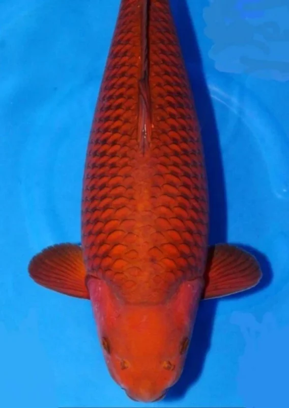 gambar-koi-chagoi Gambar koi chagoi