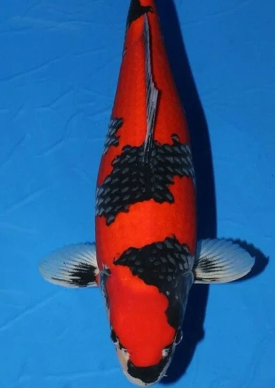 gambar-koi-goshiki Gambar jenis ikan koi Goshiki