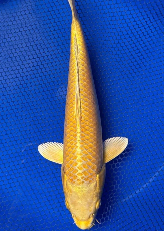 gambar-koi-yamabuki-ogon Gambar yamabuki ogon