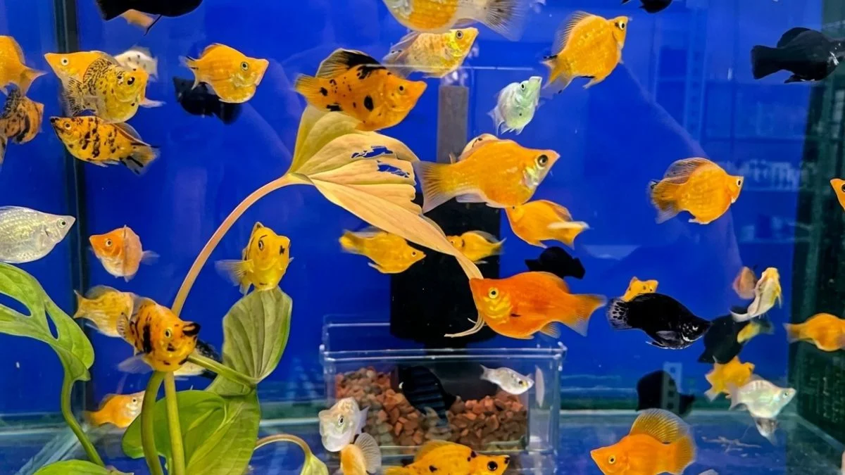 gambar-pakan-ikan-molly-balon (1) Gambar pakan ikan molly balon