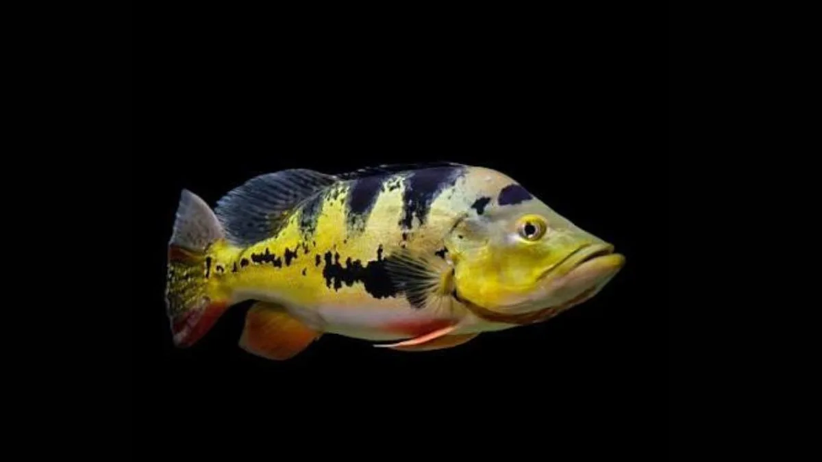 gambar-peacock-bass-ikan-hias-yang-bisa-besar Gambar ikan hias yang bisa besar