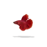 Cupang Halfmoon Super Red S (Small)