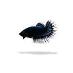 Cupang crowntail black orchid betina