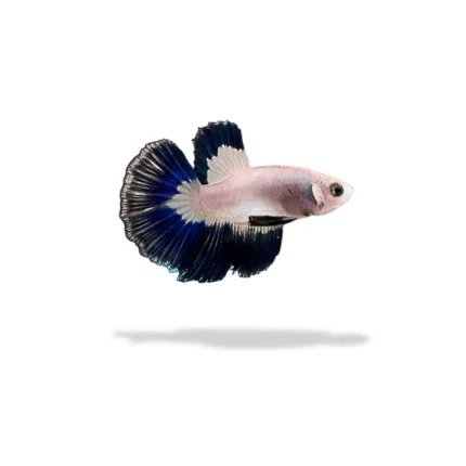 Cupang halfmoon blue rim