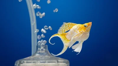 Gambar molly dan aerator di akuarium untuk artikel harga aerator