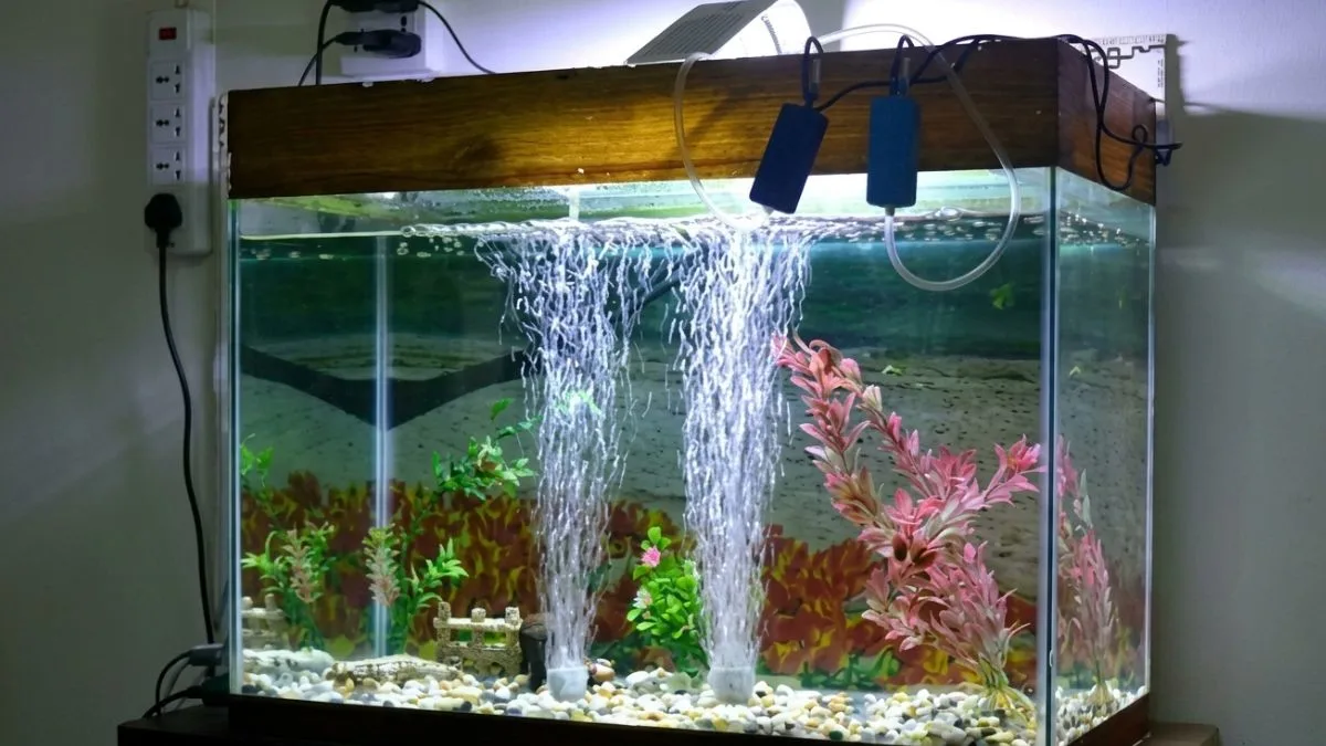 Gambar aerator di akuarium untuk artikel harga aerator