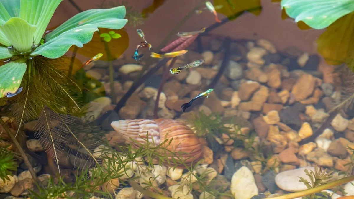 Gambar guppy untuk artikel cara memelihara-ikan-guppy outdoor