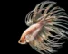Gambar ikan cupang hias crowntail