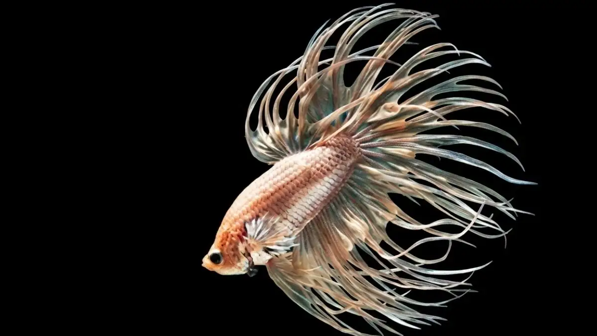 Gambar ikan cupang hias crowntail