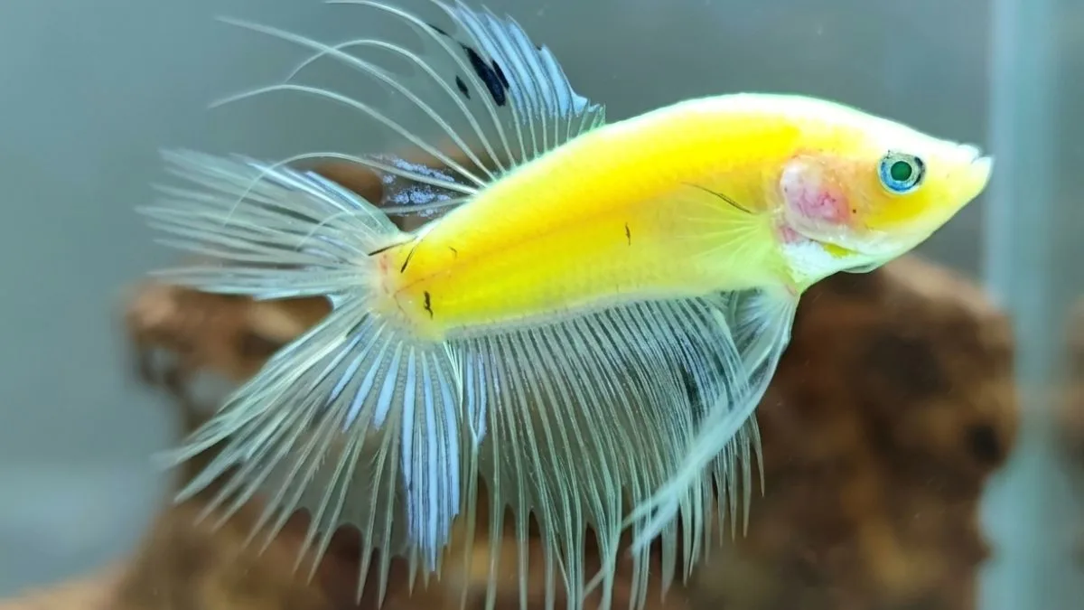 Gambar ikan cupang hias crowntail