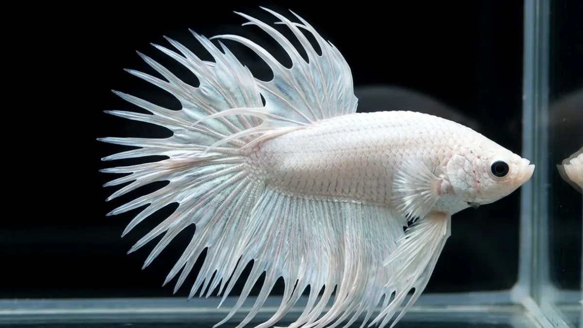 Gambar ikan cupang hias crowntail